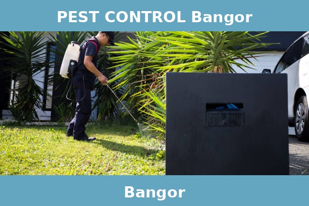 PEST CONTROL Bangor